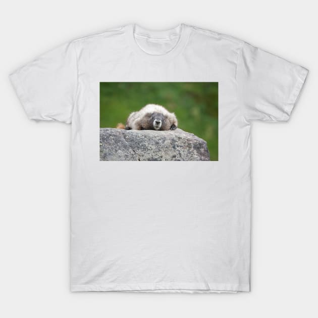 Marmot resting on a rock in Mount Rainier National Park T-Shirt by SDym Photography